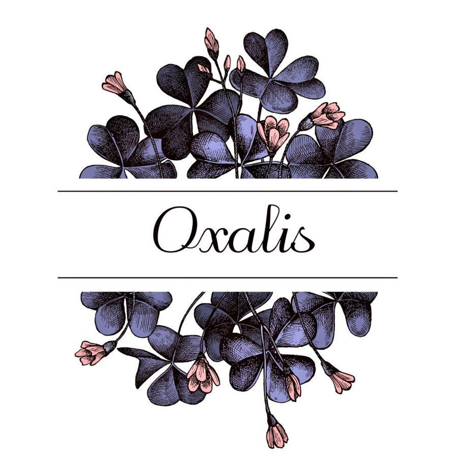 Oxalis Apartment Bologna Exterior photo